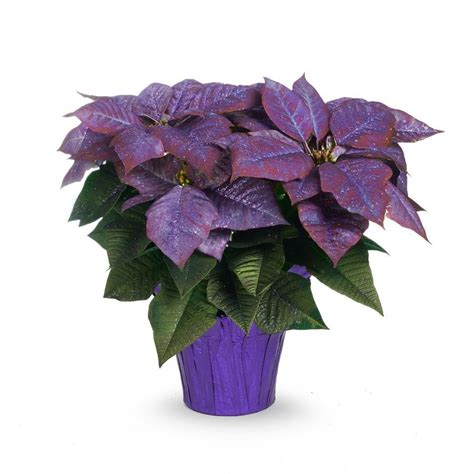 Shop <b>fresh</b> <b>flowers</b> and a variety of lawn & garden products online at <b>Lowes. . Lowes fresh flowers
